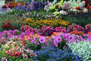 GIARDINI E BALCONI FIORITI - CONSERVIAMO PULITO IL NOSTRO TERRITORIO
