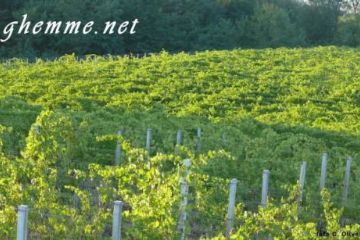 Festa della Vendemmia